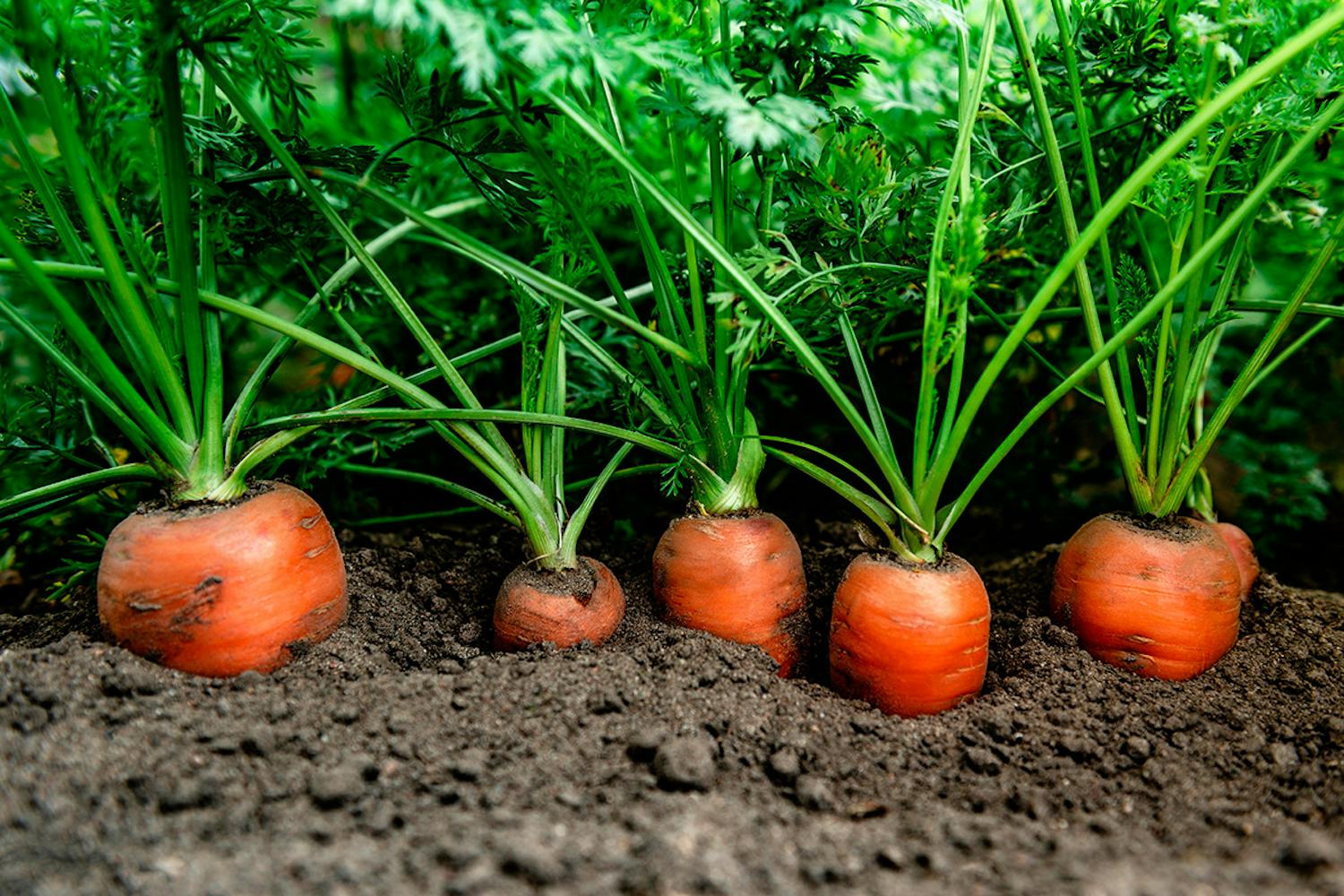 Nemme grøntsager i køkkenhaven: Gulerødder Nemme grøntsager: Gulerødder